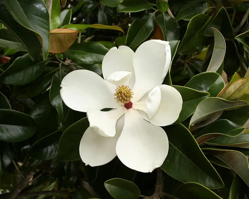 Southern Magnolia Tree Live Plant - Magnolia Grandiflora - 7 inch Seedling - Outdoor Evergreen Flowering Tree - Image 1