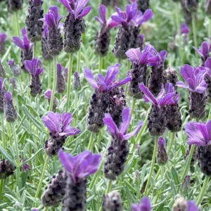 Spanish Lavender Live Plant – Deep Purple Flowering Herb – 2-4” Tall in 3” Pot – Full Sun - Image 2