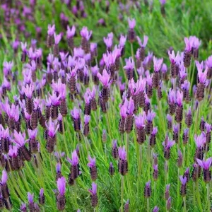 Spanish Lavender Live Plant – Deep Purple Flowering Herb – 2-4” Tall in 3” Pot – Full Sun - Image 3