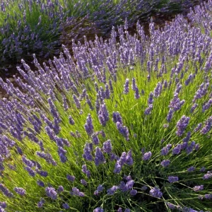 Spanish Lavender Live Plant – Deep Purple Flowering Herb – 2-4” Tall in 3” Pot – Full Sun - Image 4