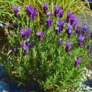 Spanish Lavender Live Plant – Deep Purple Flowering Herb – 2-4” Tall in 3” Pot – Full Sun - Image 5
