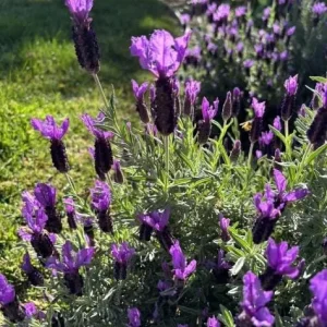 Spanish Lavender Live Plant – Deep Purple Flowering Herb – 2-4” Tall in 3” Pot – Full Sun - Image 6
