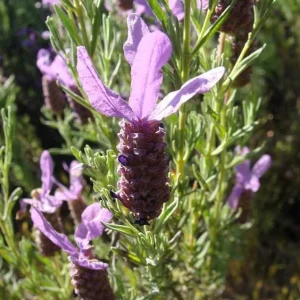 Spanish Lavender Live Plant – Deep Purple Flowering Herb – 2-4” Tall in 3” Pot – Full Sun - Image 7