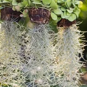 Spanish Moss Air Plant Live Tillandsia Houseplant 10-12 Inch Long Indoor/Outdoor - Image 6