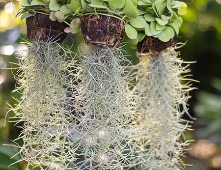 Spanish Moss Air Plant Live Tillandsia Houseplant 10-12 Inch Long Indoor/Outdoor - Image 1