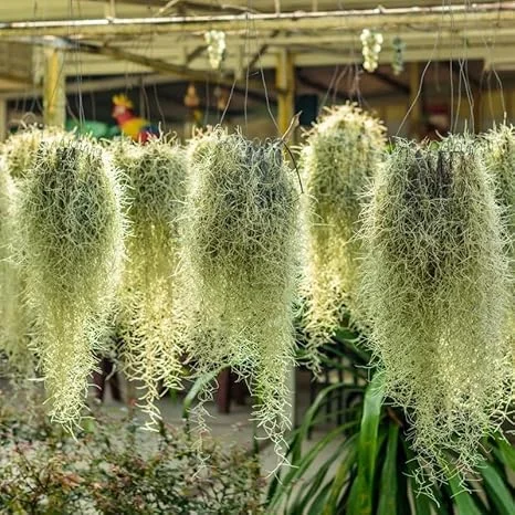 Spanish Moss Live Air Plant - 1 Clump, 10" Long Tillandsia, Indoor/Outdoor Decor - Image 5