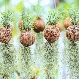 Spanish Moss Live Air Plant Tillandsia Decorative Garden Craft, 2 Clumps 10-12" - Image 2