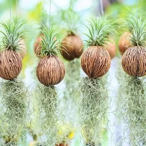 Spanish Moss Live Air Plant Tillandsia Decorative Garden Craft, 2 Clumps 10-12" - Image 1