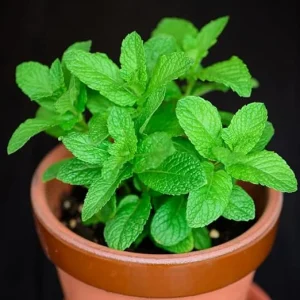 Spearmint Live Plant – 3-6 Inch Tall Herb, Outdoor/Indoor Mint - Image 6