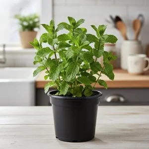 Spearmint Live Plant 4'' Pot - Culinary Herb for Garden & Indoor/Outdoor - Image 5