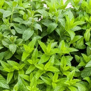 Spearmint Live Plants - Set of 2 Starter Herbs, 3-6 Inch, Outdoor Garden & Indoor - Image 4
