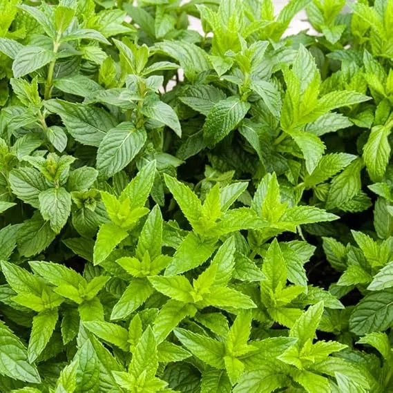 Spearmint Live Plants - Set of 2 Starter Herbs, 3-6 Inch, Outdoor Garden & Indoor - Image 5