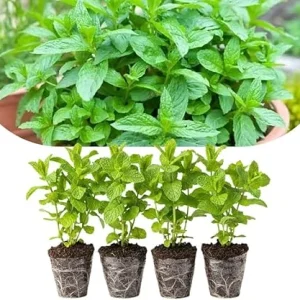 Spearmint Live Plants, Set of 4, 4-6 Inches Tall, Culinary Herb, Indoor/Outdoor - Image 4