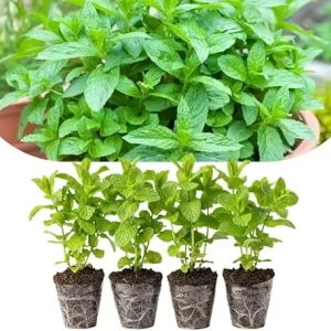Spearmint Live Plants, Set of 4, 4-6 Inches Tall, Culinary Herb, Indoor/Outdoor - Image 7