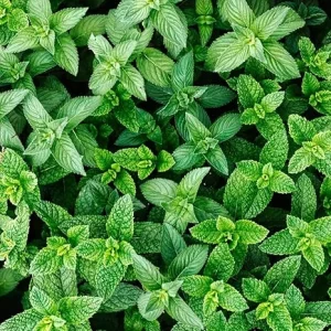 Spearmint Plants Live, Set of 2, 4-6 Inches Tall, Perennial Mint, Indoor/Outdoor Herb - Image 7