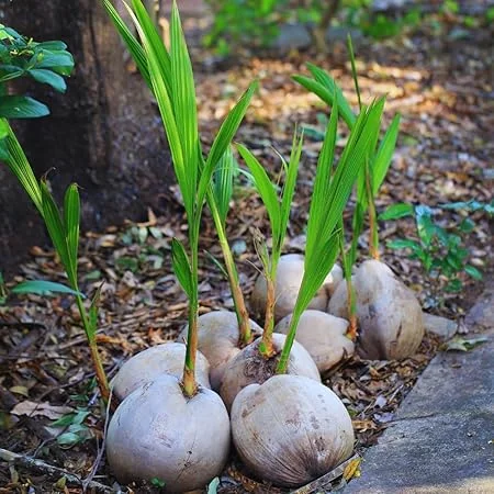 Sprouted Yellow Coconut Tree Live Plant – 6-8 Inch – Tropical Outdoor - Image 5