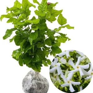 Star Jasmine Live Plant - 2 Blooming Plants, 4-7 Inches Tall, Indoor/Outdoor - Image 4