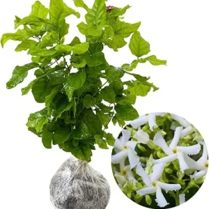 Star Jasmine Live Plant - 2 Blooming Plants, 4-7 Inches Tall, Indoor/Outdoor - Image 7