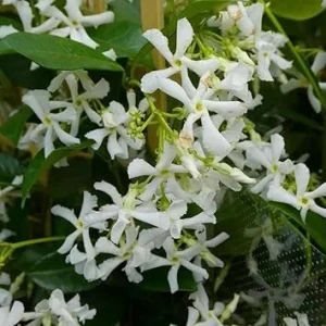 Star Jasmine Live Plant - 2 Blooming Vines, 5-7 Inch Tall, Outdoor - Image 7