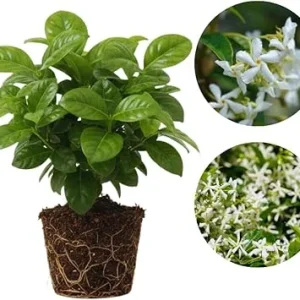Star Jasmine Live Plant, 2-Pack, Fragrant White Flowers, 5-7 inches, Outdoor - Image 6