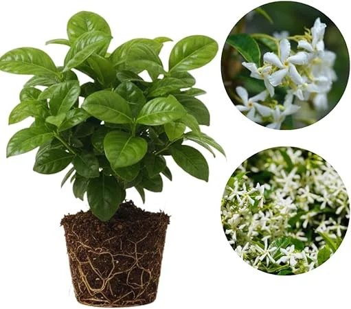 Star Jasmine Live Plant, 2-Pack, Fragrant White Flowers, 5-7 inches, Outdoor - Image 1