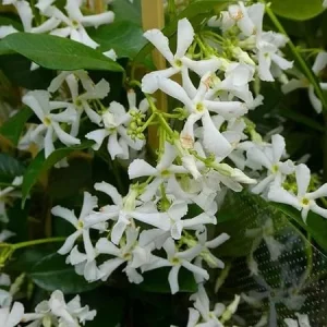 Star Jasmine Live Plant 5-7 Inches Tall - Fragrant White Flowers Outdoor - Image 6