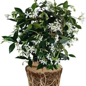 Star Jasmine Live Plants – Fragrant Blooming Vine – 2-Pack – 5-7 inches Tall – Outdoor - Image 2