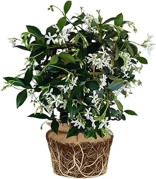Star Jasmine Live Plants – Fragrant Blooming Vine – 2-Pack – 5-7 inches Tall – Outdoor - Image 2