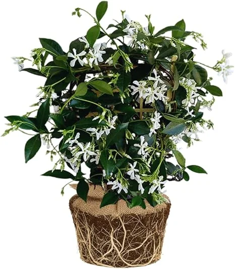 Star Jasmine Live Plants – Fragrant Blooming Vine – 2-Pack – 5-7 inches Tall – Outdoor - Image 6