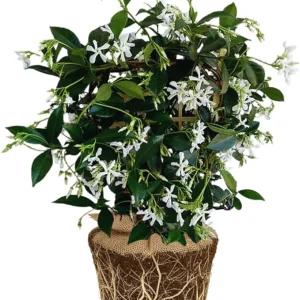 Star Jasmine Live Plants – Fragrant Blooming Vine – 2-Pack – 5-7 inches Tall – Outdoor - Image 7