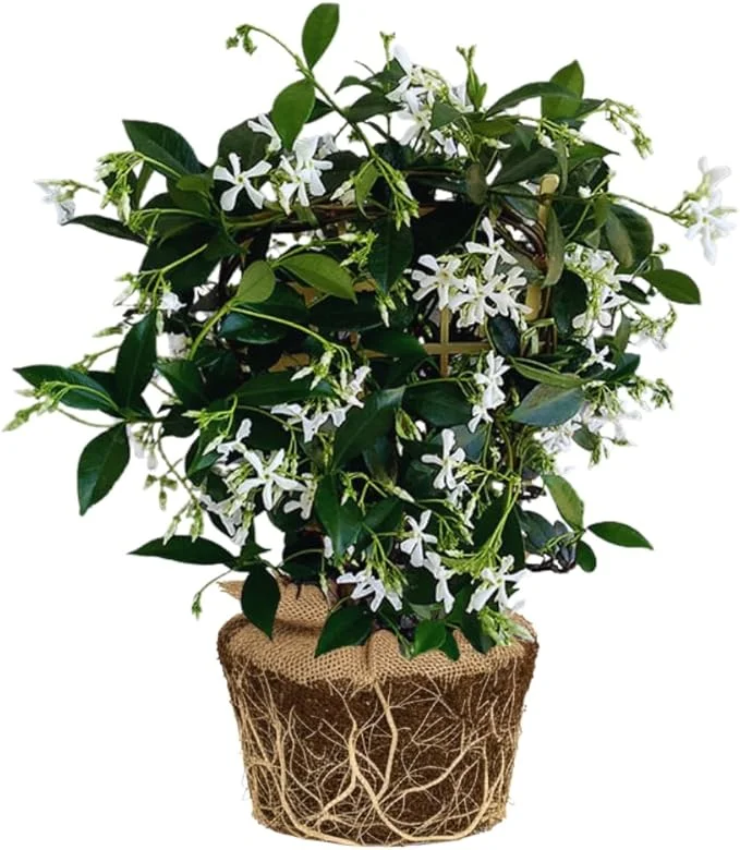 Star Jasmine Live Plants – Fragrant Blooming Vine – 2-Pack – 5-7 inches Tall – Outdoor - Image 7