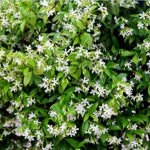 Star Jasmine Vine Live Plant - Fragrant White Flowers, 5-8 Inch Tall, Outdoor - Image 2