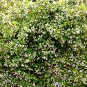 Star Jasmine Vine Live Plant - Fragrant White Flowers, 5-8 Inch Tall, Outdoor - Image 5
