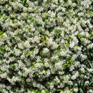 Star Jasmine Vine Live Plant - Fragrant White Flowers, 5-8 Inch Tall, Outdoor - Image 1