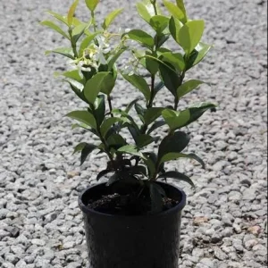 Star Jasmine Vine Live Plant - Fragrant White Flowers, 5-8 Inch Tall, Outdoor - Image 7