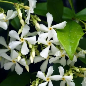 Star Jasmine Vine Live Plant - Fragrant White Flowers, 5-8 Inch Tall, Outdoor - Image 9