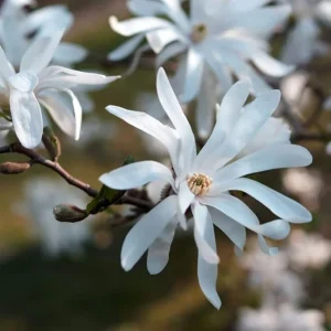 Star Magnolia Tree Live Plant – White Flowers Shrub, 6-12 Inches Tall, 4 Inch Pot, Outdoor - Image 4