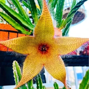 Starfish Cactus Live Plant – Rare Succulent in 2" Pot – 4-8 Inch Tall Houseplant - Image 1