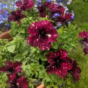 Starry Sky Burgundy Petunia Live Plants - 2 Pack, Bicolor Flowers, 3-6