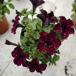 Starry Sky Burgundy Petunia Live Plants - 2 Pack, Bicolor Flowers, 3-6" Tall - Image 2