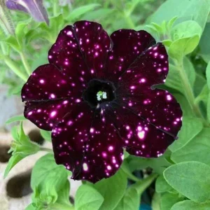 Starry Sky Burgundy Petunia Live Plants - 2 Pack, Bicolor Flowers, 3-6