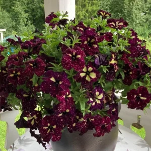 Starry Sky Burgundy Petunia Live Plants – Bicolor Flowers, 4-Pack, 3-6