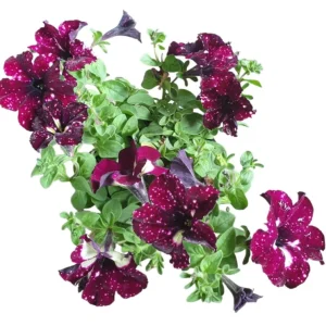 Starry Sky Burgundy Petunia Live Plants – Bicolor Flowers, 4-Pack, 3-6" Tall - Image 1