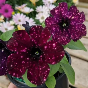 Starry Sky Burgundy Petunia Live Plants – Bicolor Flowers, 4-Pack, 3-6