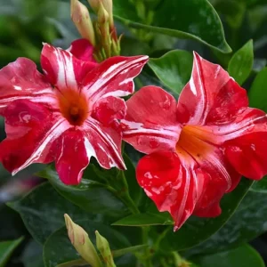 Stars and Stripes Mandevilla Vine Live Plant - White & Red Dipladenia - 5-9