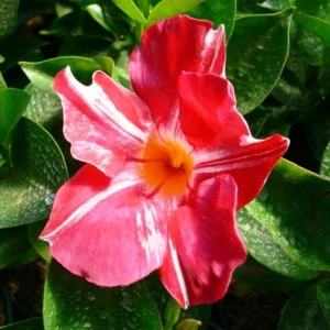Stars and Stripes Mandevilla Vine Live Plant - White & Red Dipladenia - 5-9