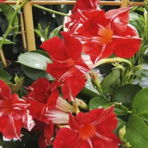 Stars and Stripes Mandevilla Vine Live Plant - White & Red Dipladenia - 5-9