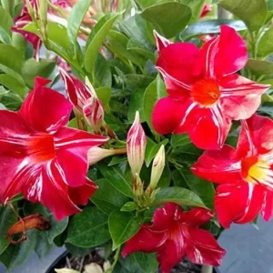 Stars and Stripes Mandevilla Vine Live Plant - White & Red Dipladenia - 5-9" Tall - Image 1