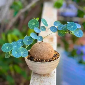 Stephania Cephalantha Caudex Live Plant - Medium Succulent Houseplant 2-2.5 Inch - Image 7