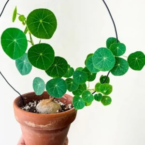 Stephania Cephalantha Caudex Live Plant - Rare Indoor Succulent, 2-2.5 Inch Caudex - Image 5